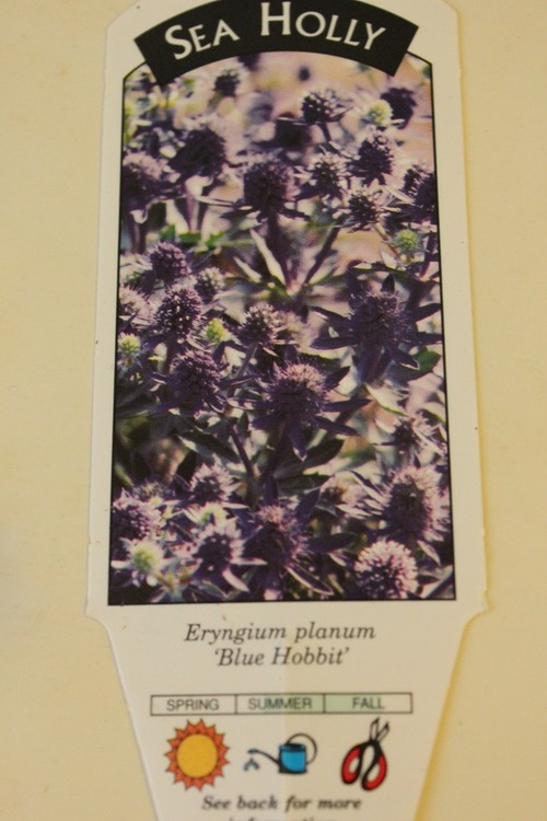 July1_ (6)