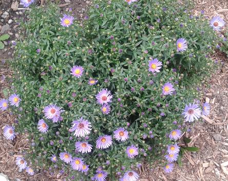 Sept15_aster