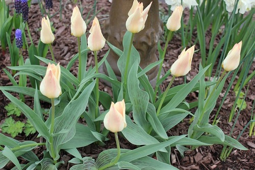 May17_gtulips