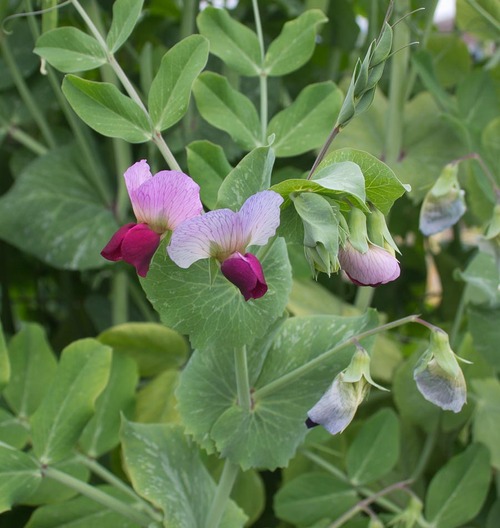 Dwarf Grey Sugar