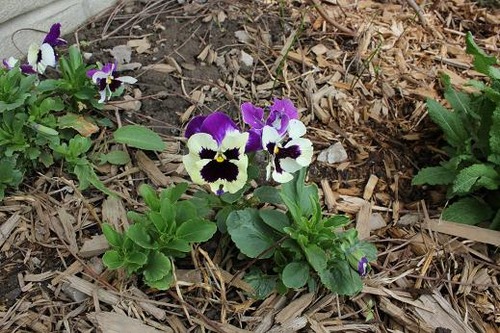 May11_pansies