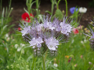 Phacelia_tanacetifolia