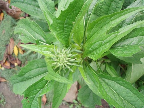 Sept22_echinesea_seeds
