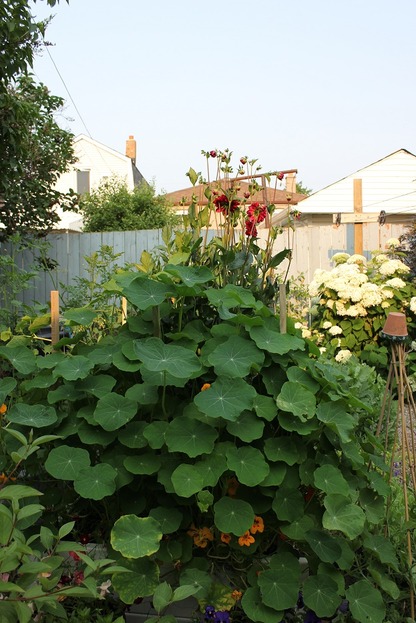 July5_nasturtium2