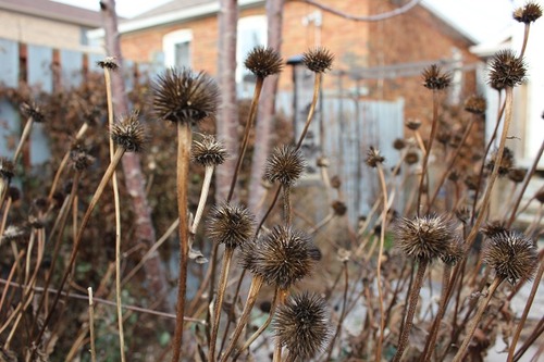 Nov29_echinacea