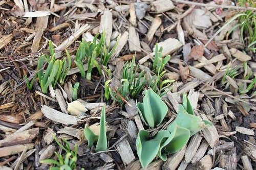 April14_bulbs2