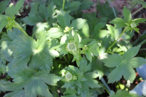 June15_astrantiaSOB