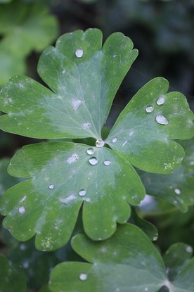 Sept24_aquilegia