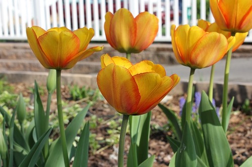 May10_thl