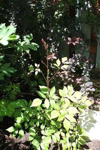 June6_astilbe
