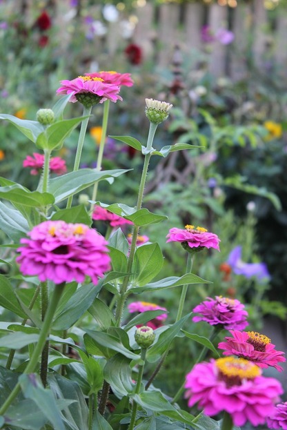 Sept20_zinnias