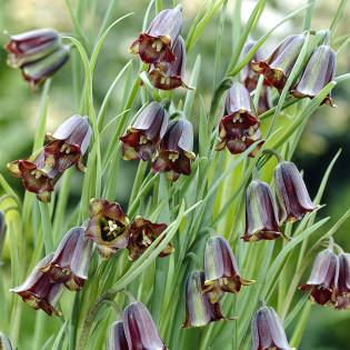 FritillariaElwesii