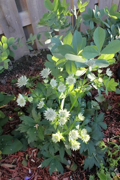 astrantia