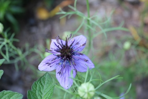 July27_nigella
