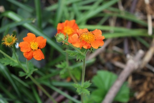 May22_geum