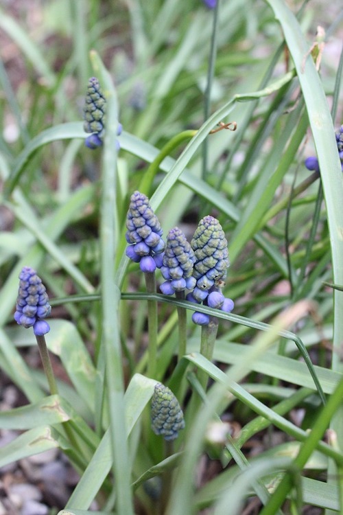 Apr29_ muscari1