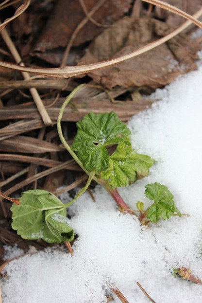 Jan29_malva2
