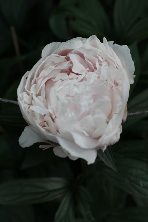 June24_ (51)