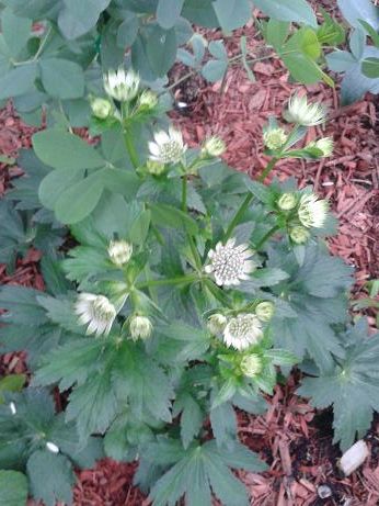 Sept15_astrantia