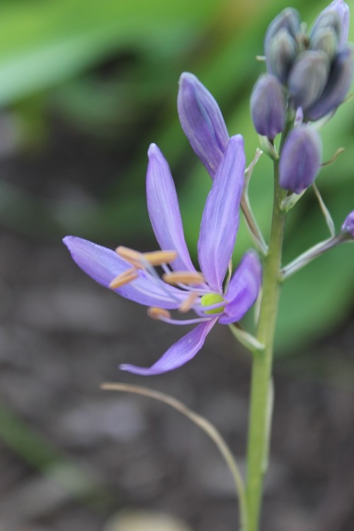 May29_camassia2