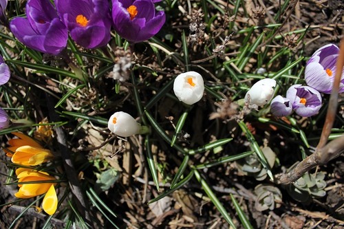 March29_crocuses5