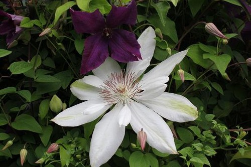 June22_clematis