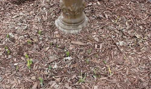 April12_FYbulbs