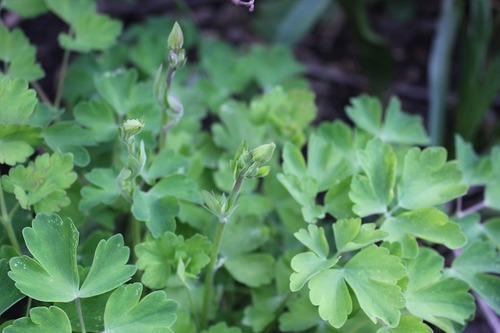May17_aquilegiaWB