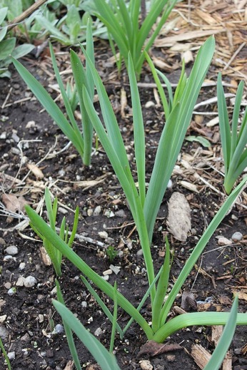 April26_alliums