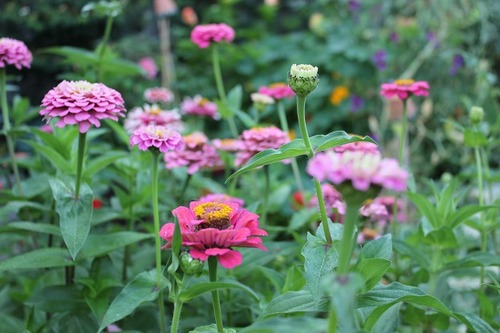 Sept7_zinnias3