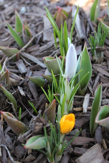 March29_crocusesfy