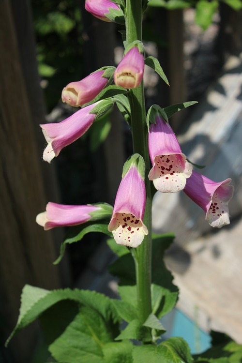 June11_ (10)