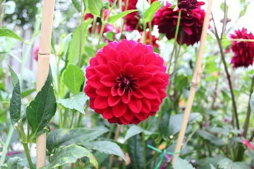 Aug23_dahliaAN