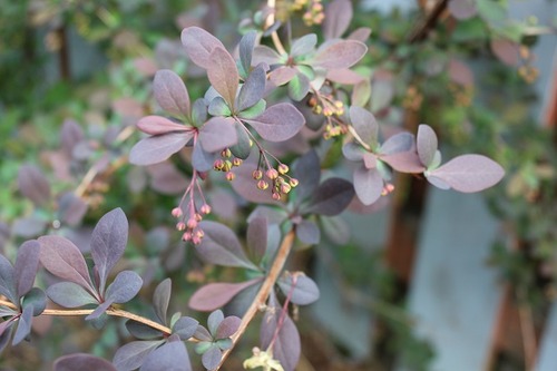 May10_barberry