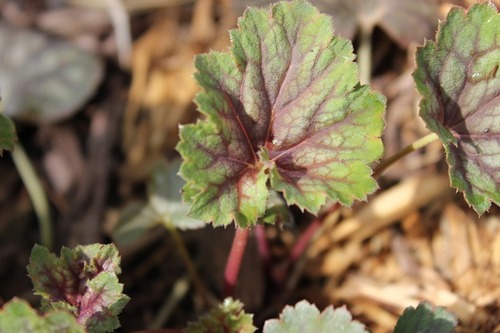 May7_heuchera