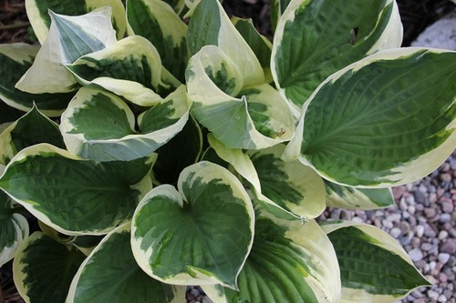 May17_hosta2