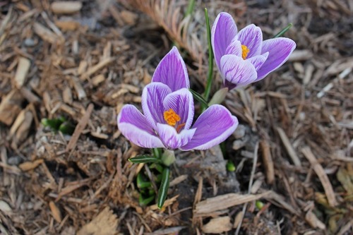 April17_crocus2