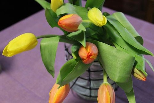 tulips1