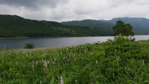 C4241T01