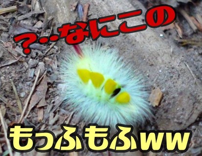 けむしサムネa