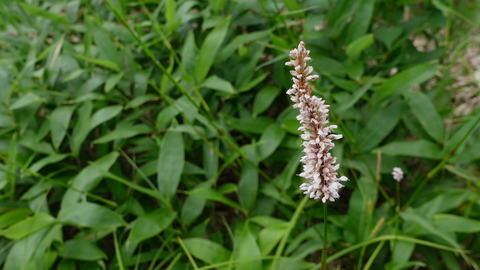 C4234T01