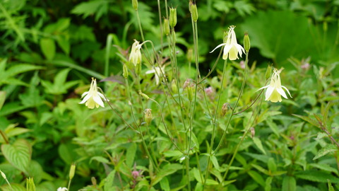 DSC03550
