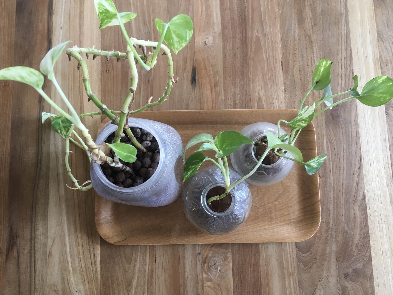 ポトスを植え替え 今日のこととか ーミドルエイジひとり暮らし 自分サイズのシンプルライフー ポトスを植え替え 今日のこととか ーミドルエイジひとり暮らし 自分サイズのシンプルライフー