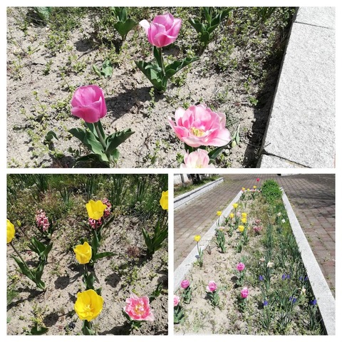 IMG_20190422_132722-COLLAGE
