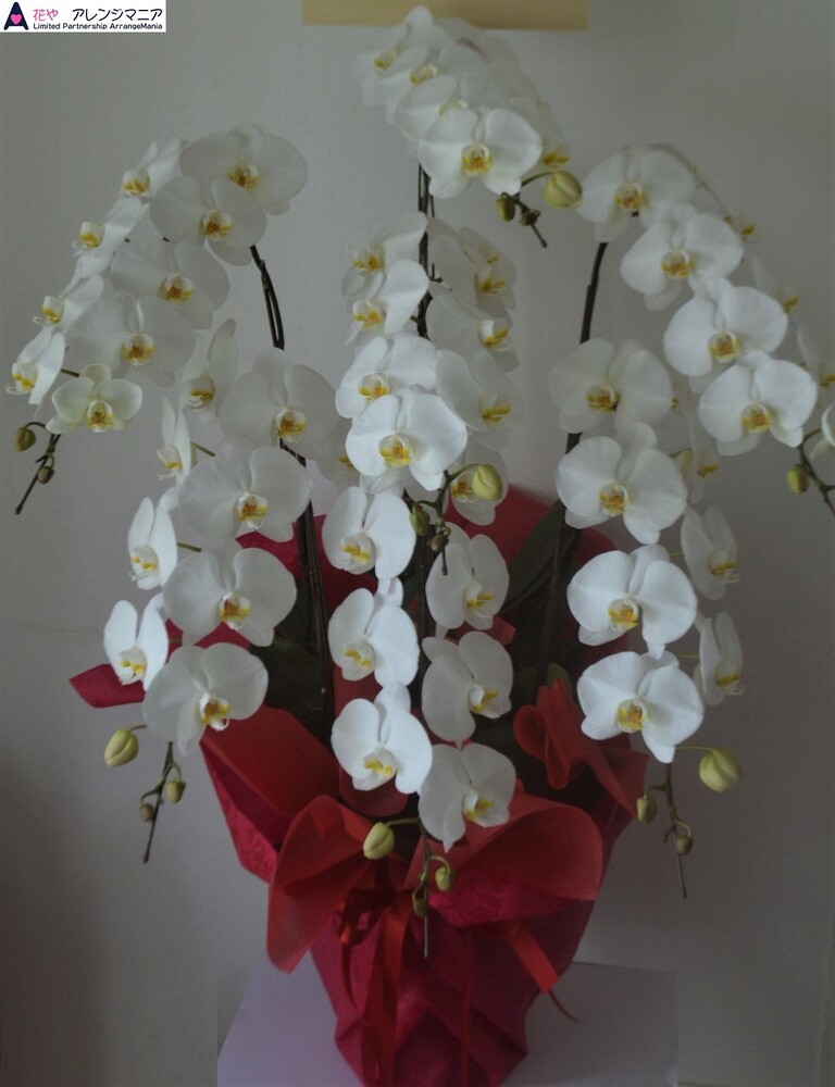 胡蝶蘭白7本立ち 沖縄県産品 です 開店祝いに沖縄の花屋アレンジマニア 胡蝶蘭白7本立ち 沖縄県産品 です 開店祝いに沖縄の花屋アレンジマニア