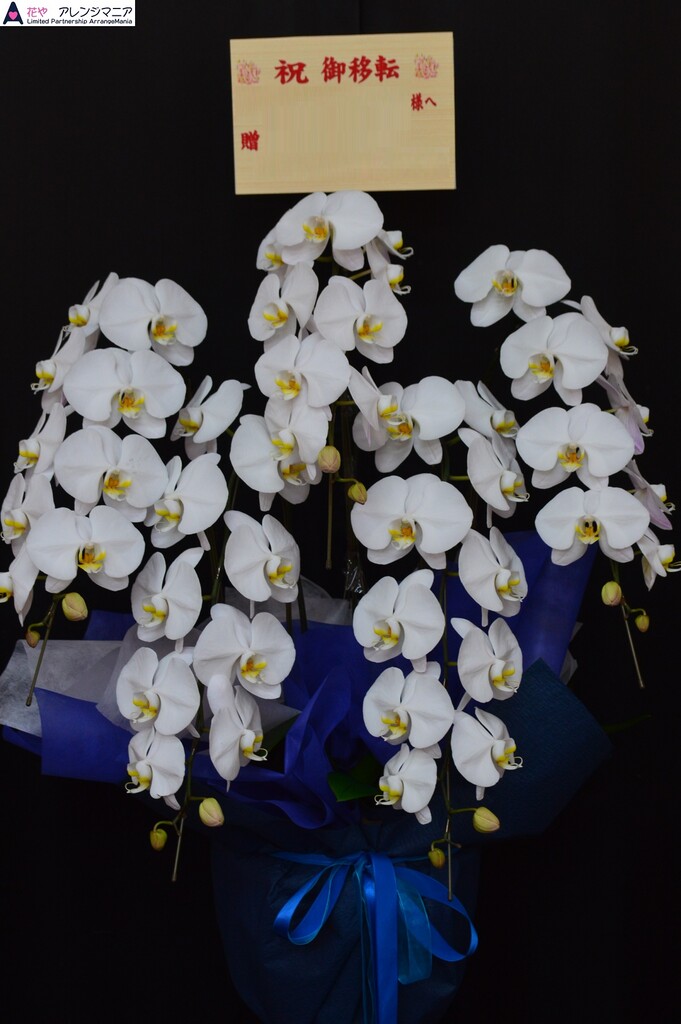 胡蝶蘭 開店祝いなどに沖縄の花屋アレンジマニア 開店祝いに沖縄の花屋アレンジマニア 胡蝶蘭 開店祝いなどに沖縄の花屋アレンジマニア 開店祝いに沖縄の花屋アレンジマニア