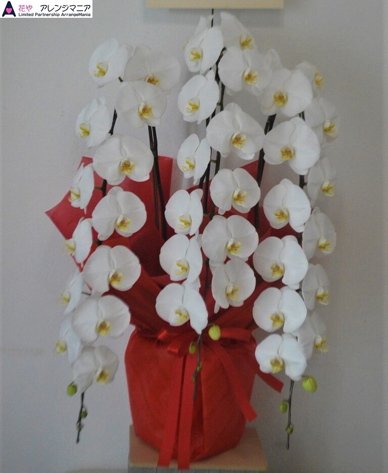 胡蝶蘭の品不足 沖縄の花屋アレンジマニア 開店祝いに沖縄の花屋アレンジマニア 胡蝶蘭の品不足 沖縄の花屋アレンジマニア 開店祝いに沖縄の花屋アレンジマニア