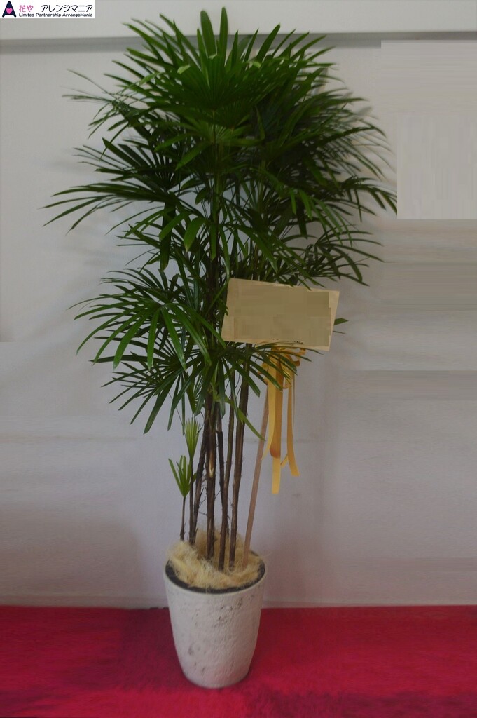 観葉植物 沖縄県内に配達 花屋アレンジマニア 開店祝いに沖縄の花屋アレンジマニア