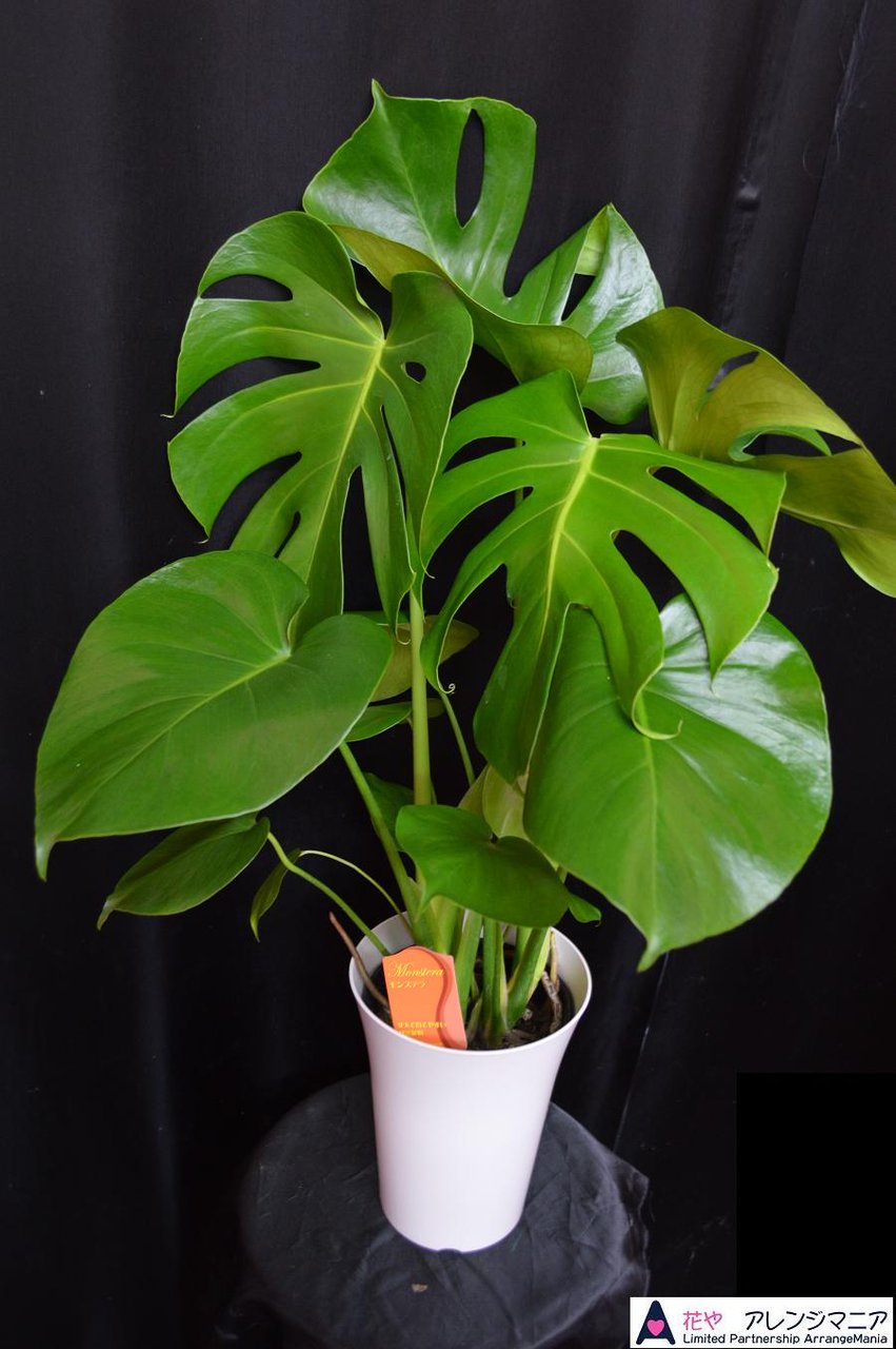 那覇市 花屋 モンステラ 開店祝いに沖縄の花屋アレンジマニア