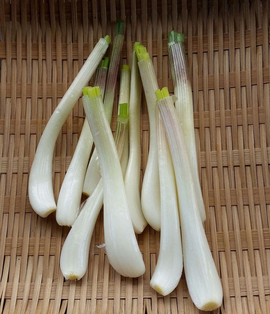 お待たせしました エシャロット 減農薬野菜 果物 お花 こだわりのうつわのお店 花うつわ大地 花咲農園